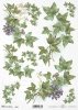 bluszcz pospolity, bluszczowe liście o drobnych ogonkach, ogród, krzew, zimozielone, zimozielony, R970, ivy, ivy leaves with small petioles, garden, shrub, evergreen, Efeu, Efeublätter mit kleinen Blattstielen, Garten, Strauch, immergrün, hiedra, hiedra h